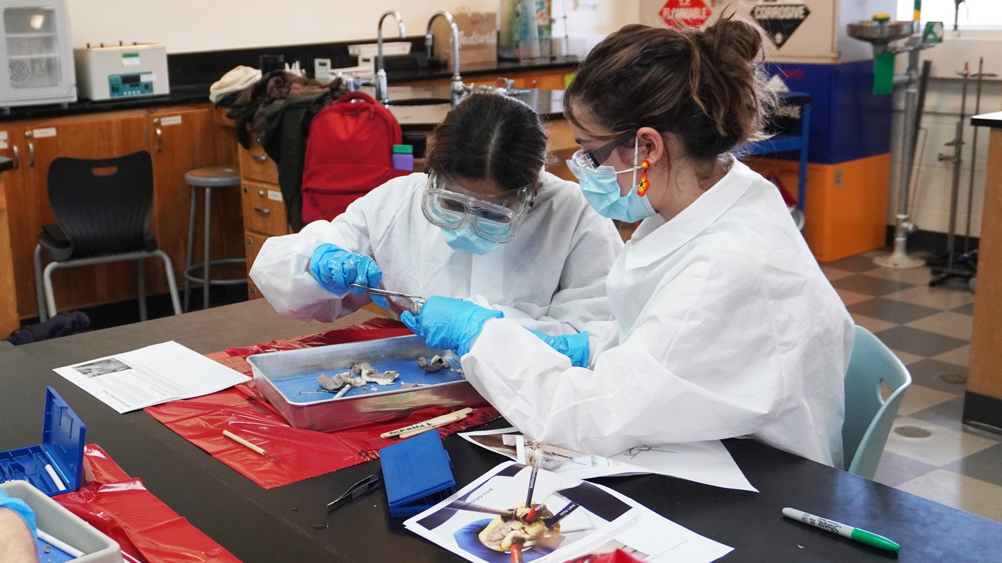 High School students dissecting a heart in biology.