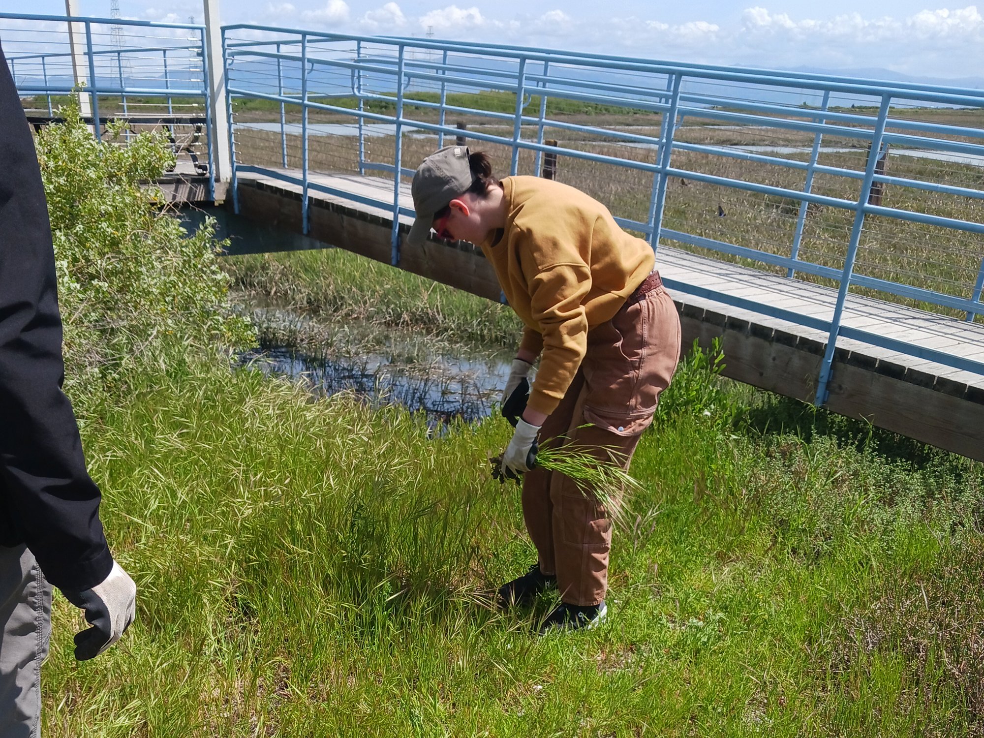 11th Grade students helping to clean the Baylands.