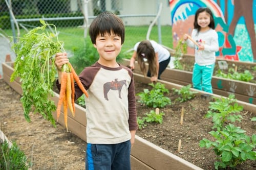 Last year's Kindergarten class explores the Cowper Campus Garden.