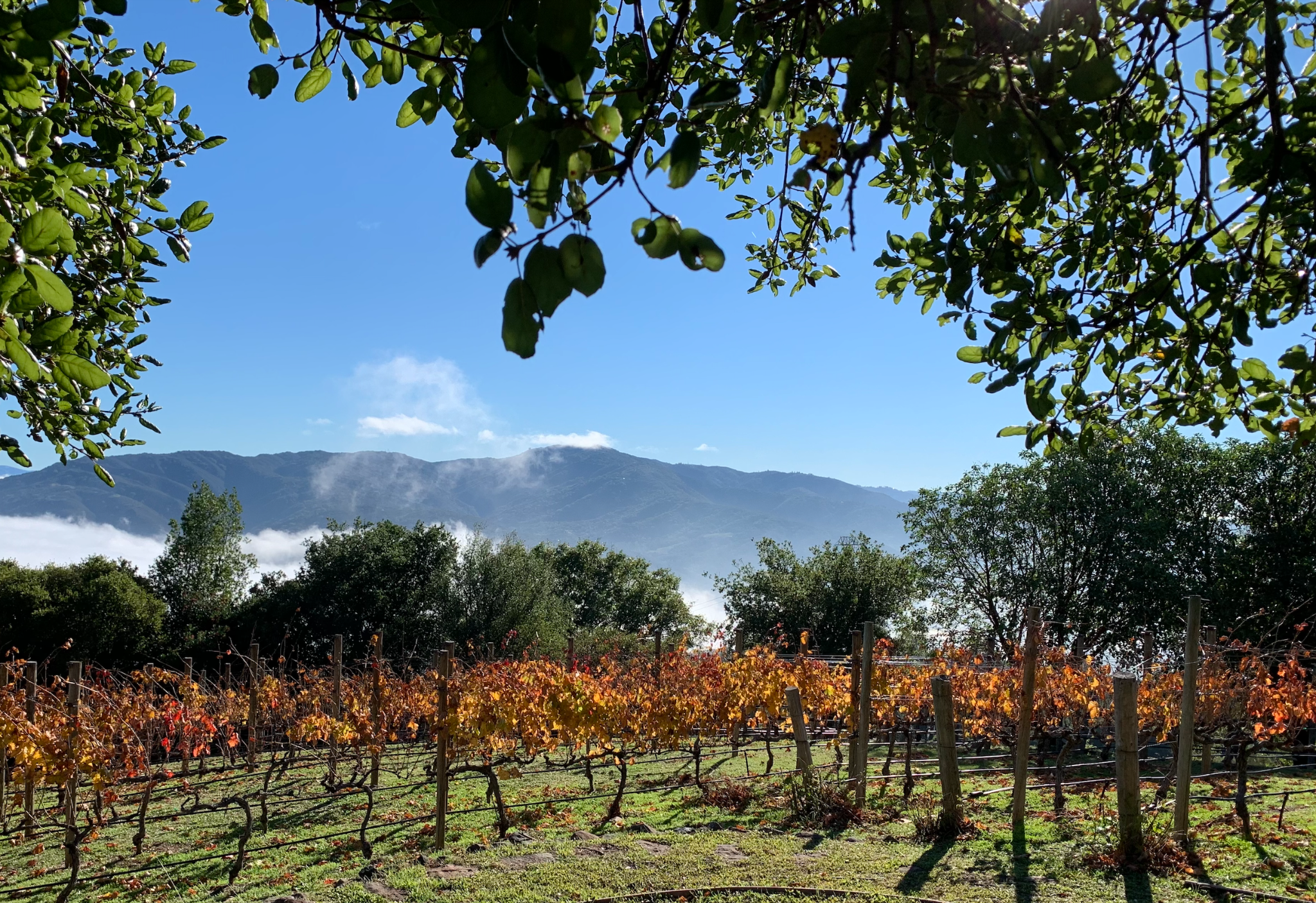 The vineyard overlooking the mountains at Inversion Wines.